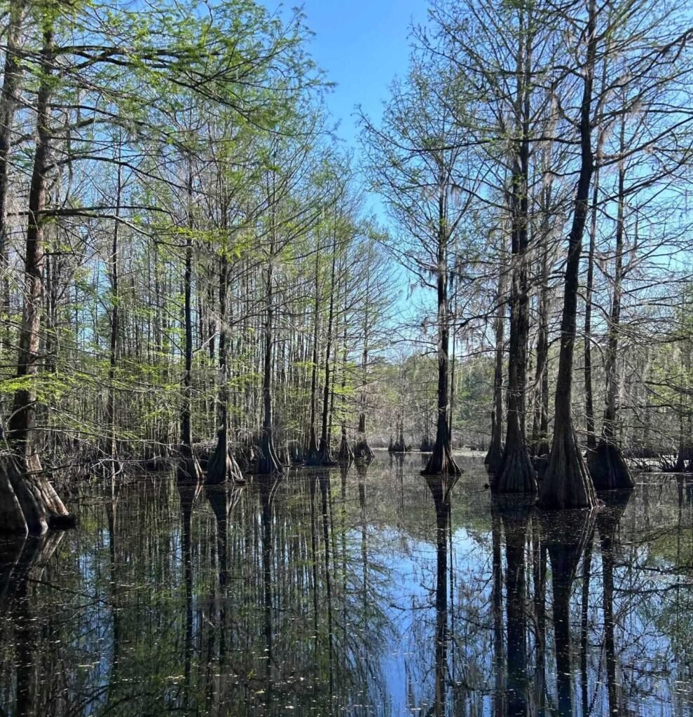 Why Airboat Tours Are the Best Way to Explore Rivers and Local Lakes